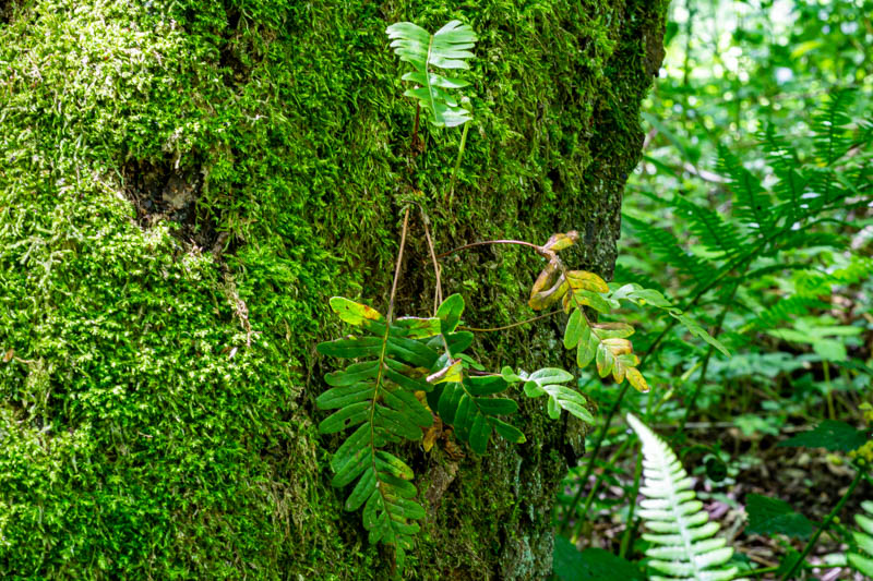 Polypodium vulgare?  S